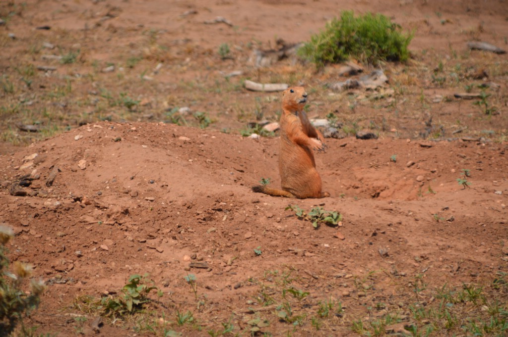 DSC_0072.JPG