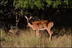 DSC_0021.JPG