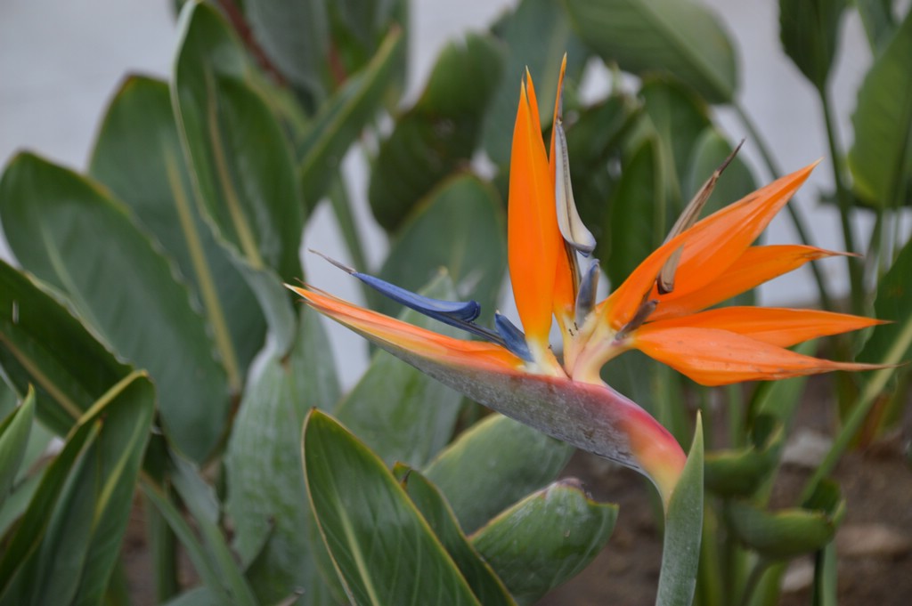 DSC_0008.JPG