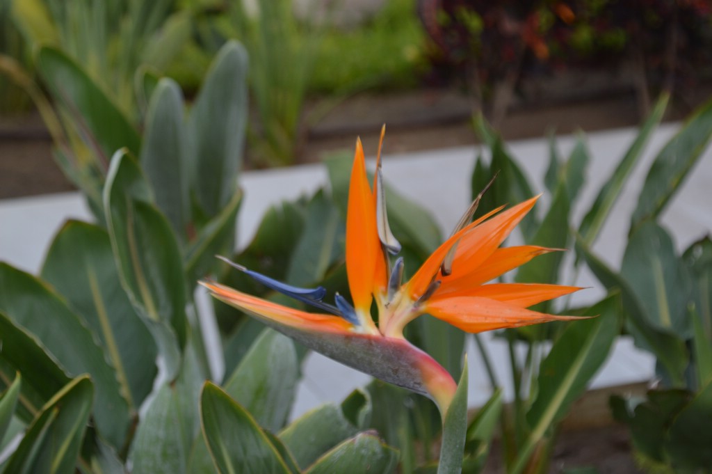 DSC_0009.JPG