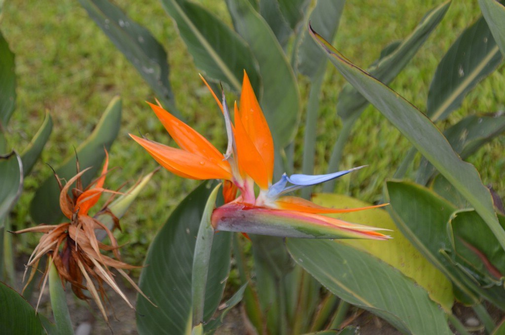 DSC_0010.JPG