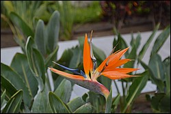 DSC_0009.JPG
