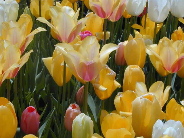 Image002.jpg