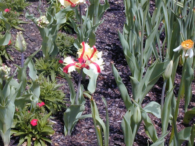 Image004.jpg