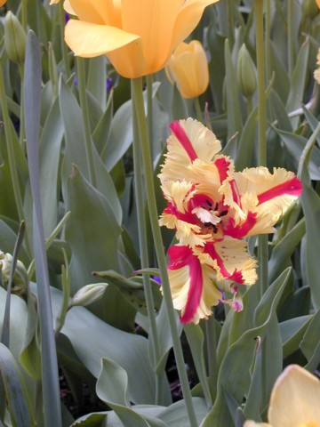 Image006.jpg