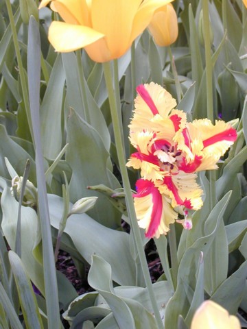 Image007.jpg