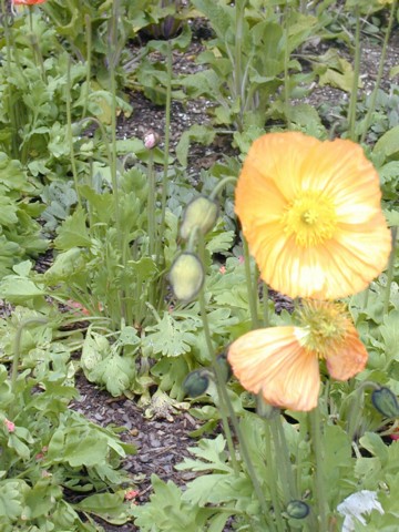 Image008.jpg