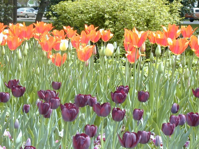 Image009.jpg