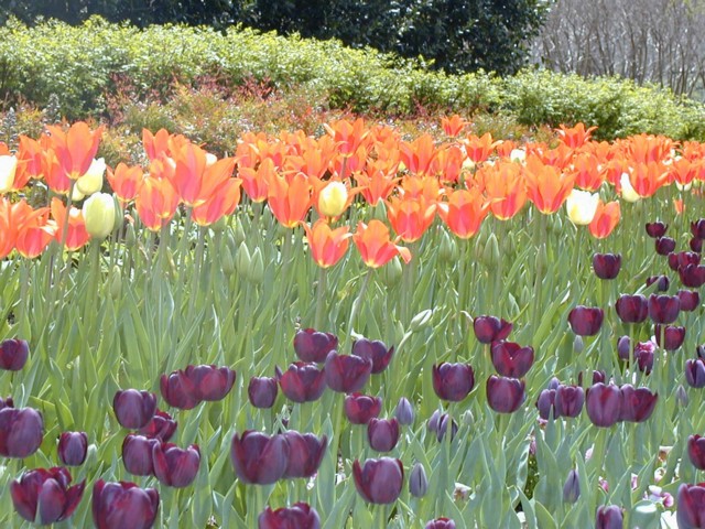 Image010.jpg