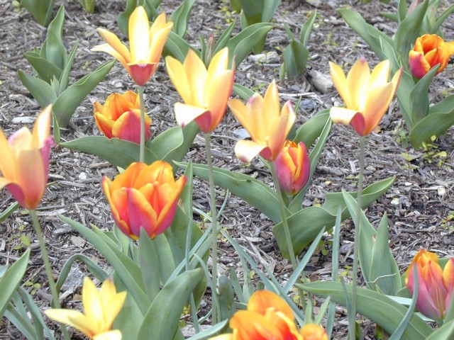 Image012.jpg
