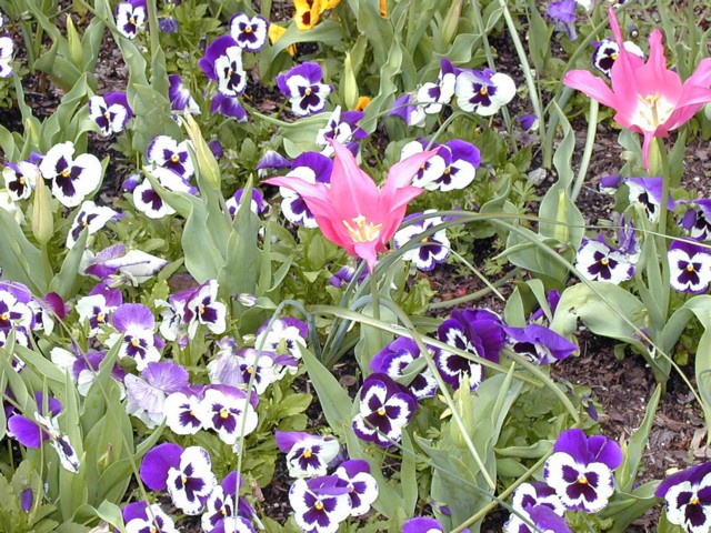 Image034.jpg