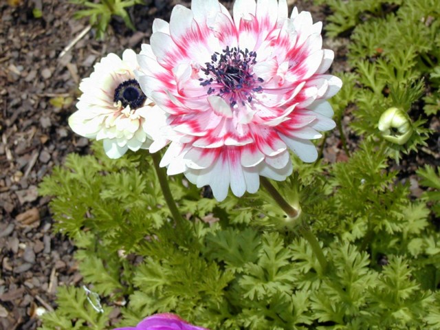 Image038.jpg