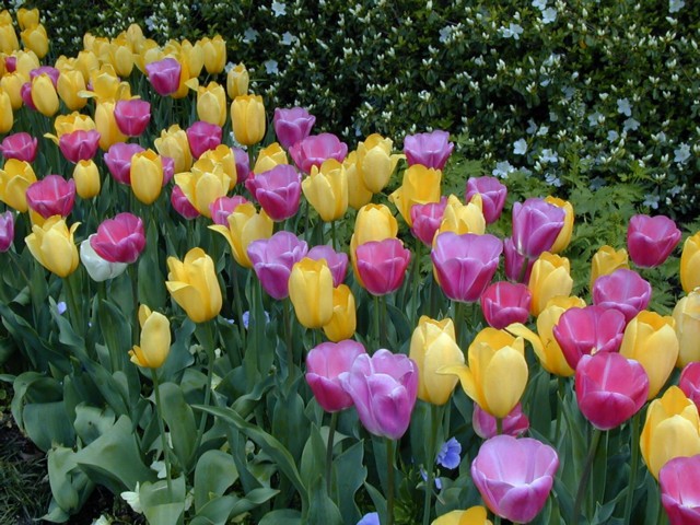 Image046.jpg