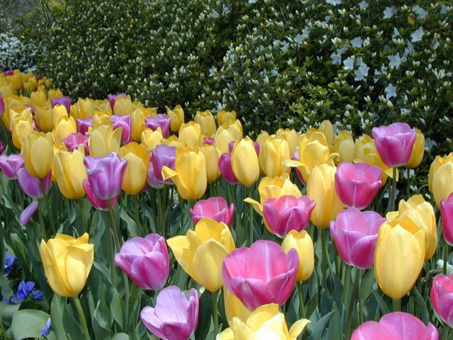 Image047.jpg