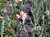 Image004.jpg