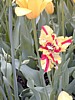 Image007.jpg