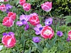 Image022.jpg
