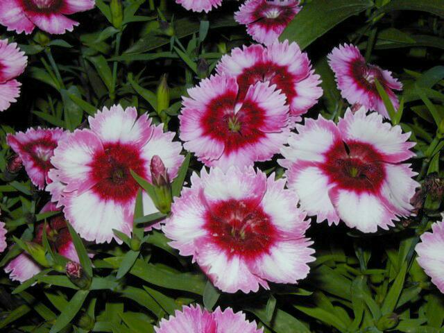 Image001.jpg