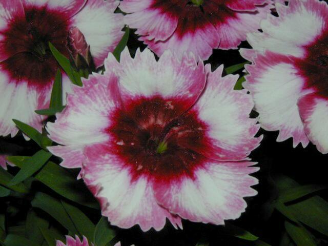 Image002.jpg