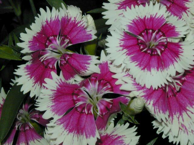 Image003.jpg