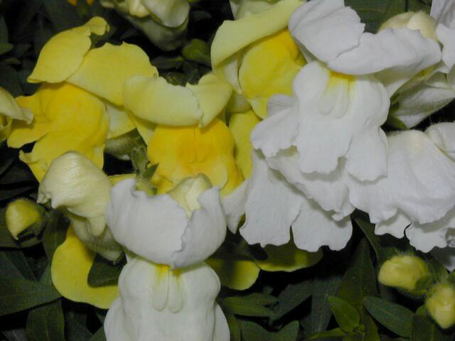 Image004.jpg