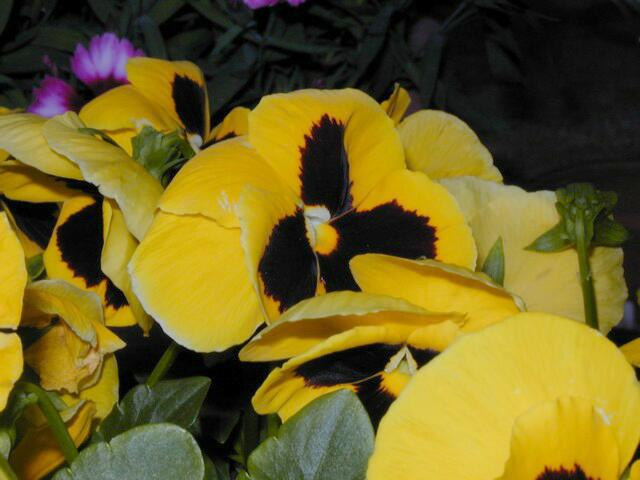 Image005.jpg