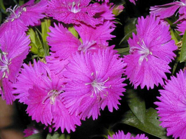 Image006.jpg