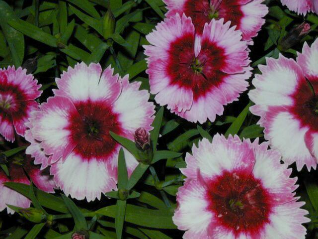 Image007.jpg