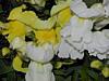 Image004.jpg