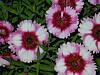 Image007.jpg