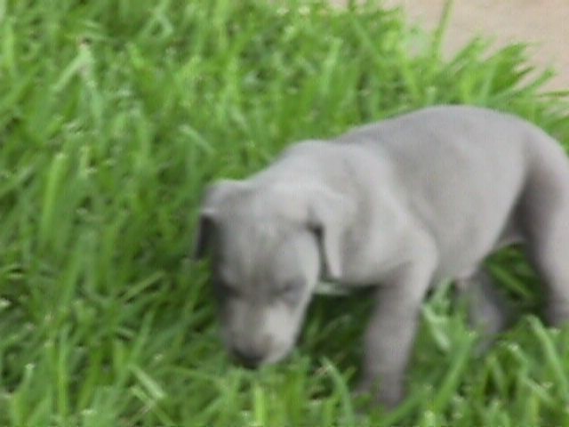 5Weeks001f.jpg