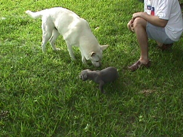 5Weeks014f.jpg