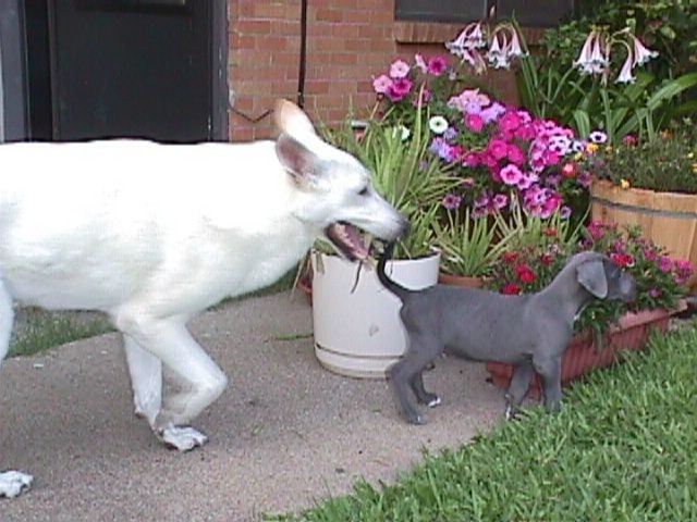 7Weeks002f.jpg