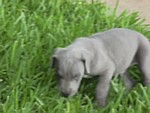 5Weeks001f.jpg