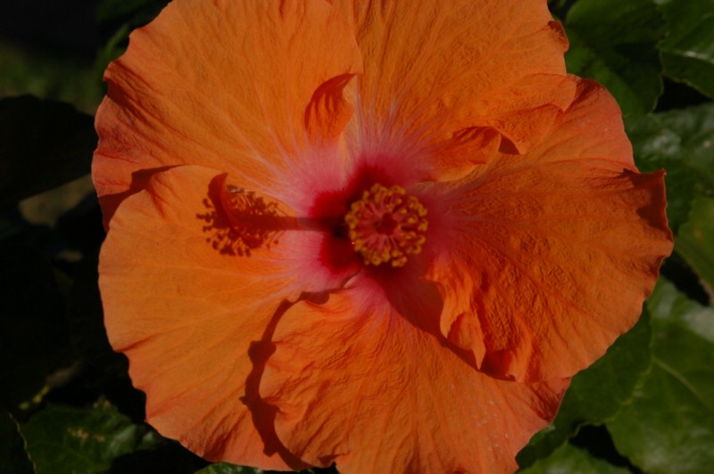 DSC_0007.JPG