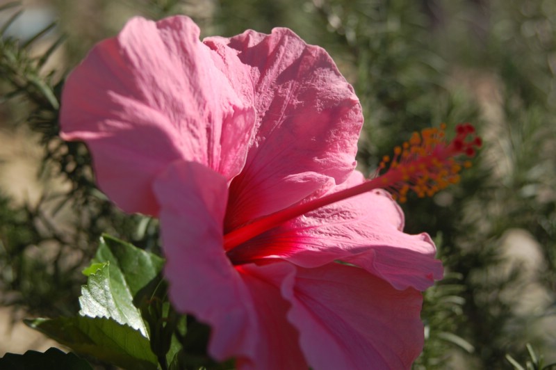 DSC_0010.JPG