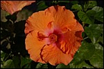DSC_0006.JPG