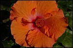 DSC_0007.JPG